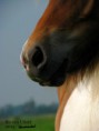 /album/paarden/img-0073-jpg/