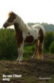 /album/paarden/img-0154-jpg1/