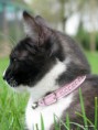 /album/honden-katten/a11-img-0040-jpg/