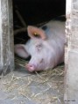 /album/overige-dieren/a20130527-103637-jpeg/