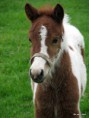 /album/paarden/a20120428-104751-jpeg/