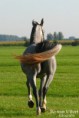 /album/paarden/img-0019-002-jpg/