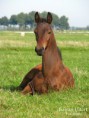 /album/paarden/img-0048-001-jpg/