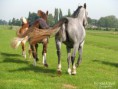 /album/paarden/img-0040-001-jpg/